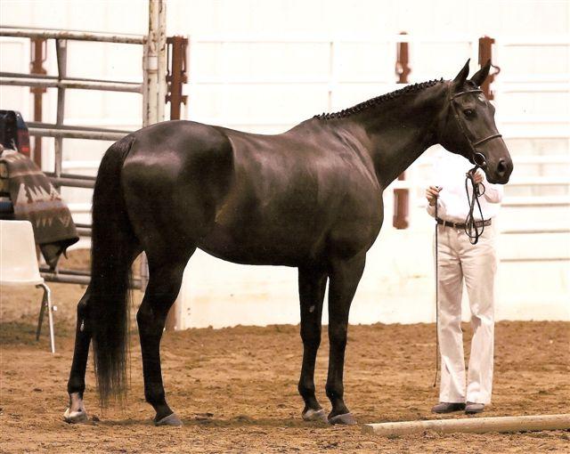 In 2006, he earned the Arabian Horse Association Legion of Excellence Award and the Legion of Masters Award in 2007, after only three years of competition.