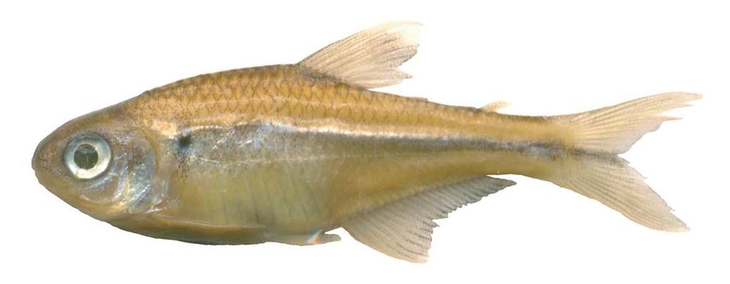 32 New Knodus species from río Chapare basin, Bolivia species of Knodus using Eigenmann s (1918) original concept of the genus.