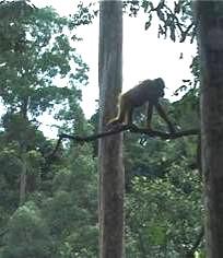 Role of bipedalism in orangutan gait Variables: locomotion