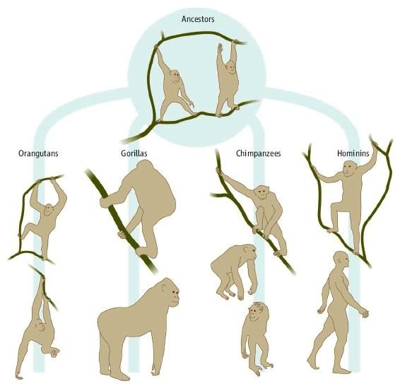 Evolution of locomotor diversity in the great apes Chimps and gorilla ancestors increased height-range/freq.