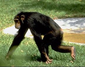 KW hypothesis: Do chimps and humans locomote in a dynamically similar manner?