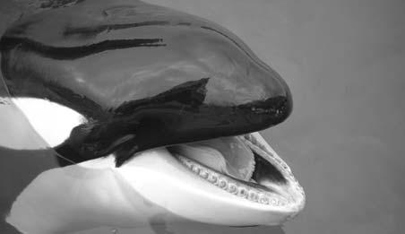 5 6 Orca, or killer whale Toothed whales, which include dolphins and porpoises, have jaws lined with sharp teeth.