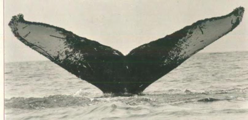 Humpback whale trends California