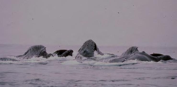 Long-term studies by Cascadia Research Humpback whale Abundance Long-term