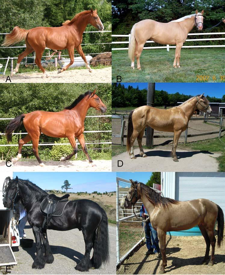 Figure 1. Effect of Champagne gene action on base coat colors of horses (chestnut, bay, and black). A) Chestnut horse only produces red pigment. B) Chestnut diluted by Champagne = Gold Champagne.