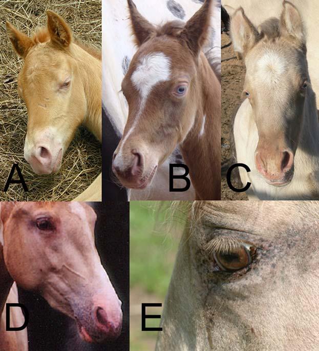 Figure 2. Champagne Eye and Skin traits. A, B and C) Eye and skin color of foals. D and E) Eye color and skin mottling of adult horse. doi:10.1371/journal.pgen.1000195.g002 Table 1.