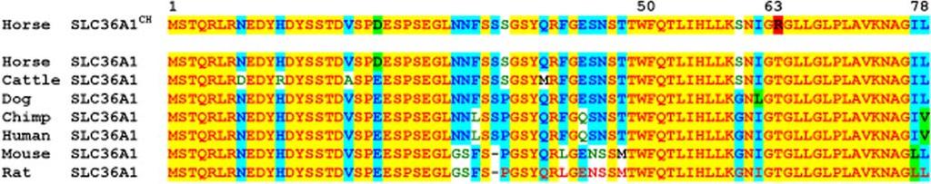 Figure 5. Sequence Alignment and Gene Diagram. Alignment is between homozygous champagne, non-dilute, and horse genome assembly. Reading frame is marked by alternating colors of codons.