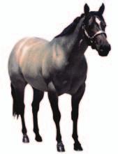 AMERICAN UARTER HORSE Color Coat Genetics Sorrel Chestnut Bay Brown Black