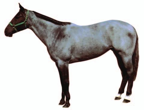 WHAT ARE THE COLOR GENETICS OF BLUE ROAN? It is, in effect, the ROAN gene affecting a BLACK horse. The color genetics of BLUE ROAN are identical to that of BLACK and, to some extent, BROWN.