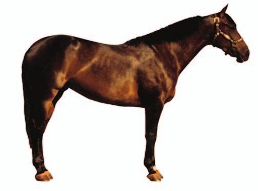 BROWN WHAT DOES A BROWN LOOK LIKE? There is somewhat of a variation within the color BROWN. SEAL BROWN horses are consistently dark or seal colored over the entire body.