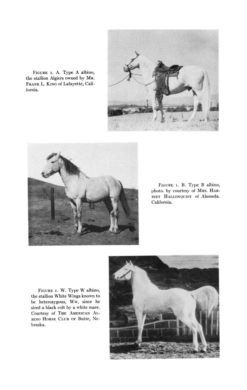 FIGURE I. A. Type A albino, the stallion Algiers owned by MR. FRANK L. KING of Lafayette, California. 1 FIGURE I. B. Type B albino, photo. by courtesy of MRS. HAR- RIET HALLONQUIST of Alameda.