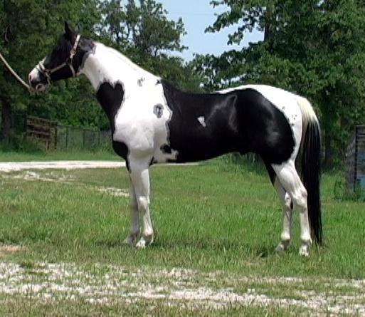 Name: Date: Period: Agricultural Animal Genetics - Tobiano Coat in Horses Tobiano is a coat marking pattern in horses in which the horse has broad white patches of hair over the entire body.