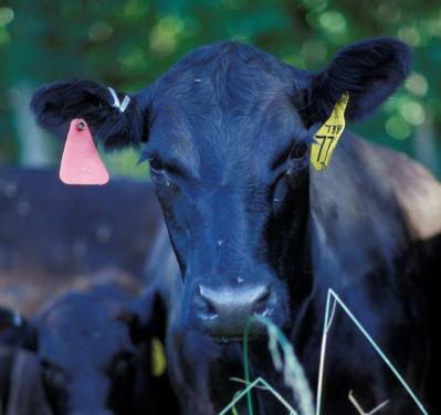 Name: Date: Period: Agricultural Animal Genetics - Polledness in Cattle Some cattle have horns, and some don t. Cattle that are born without horns are called polled.