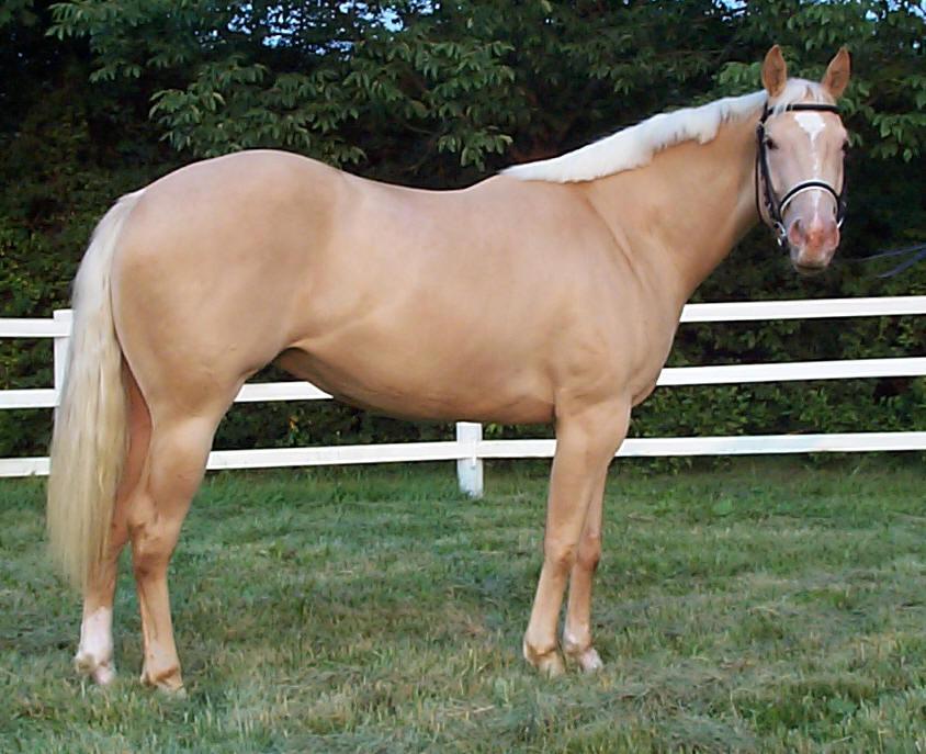 e/e -/- d/d CH/- -/- cr/cr prl/prl Champagne on Chestnut Mane and tail
