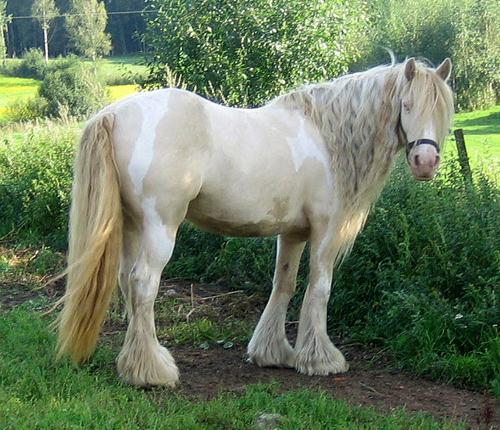 Ivory/rusty color This horse