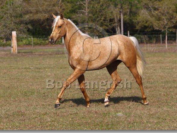 Palomino e/e -/- d/d ch/ch z/z CR/cr prl/prl Palominos in Spanish Breeds tend to be much lighter- almost