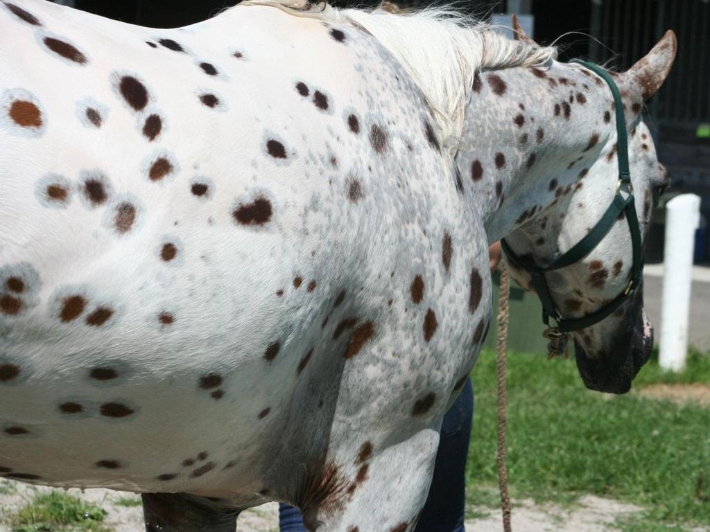Leopard Appaloosa Black can partially