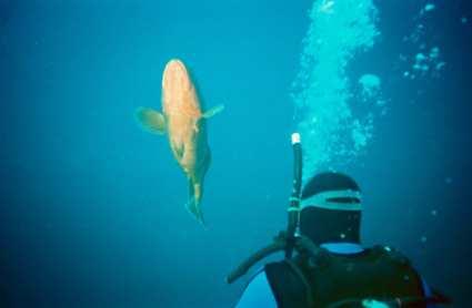 Interesting things can await you at the bottom of a dive line, here, Alexander, the Grand Turks Grouper good will ambassador waits to have his tummy scratched by Smitty, a Master Instructor with Sea