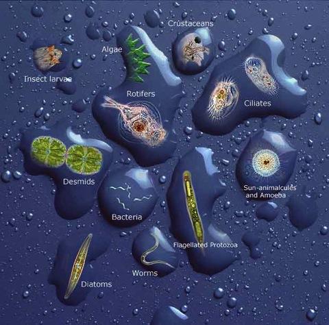 Plankton Station: The word Plankton comes from the Greek language and means, "drifter.