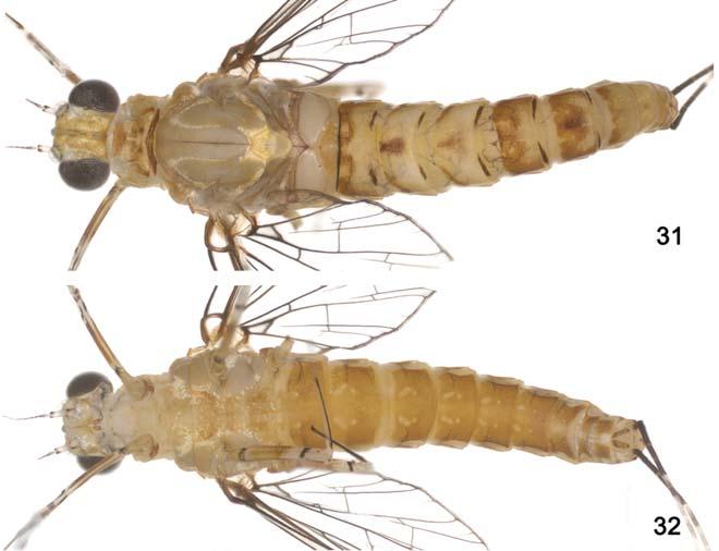Figure 28-30. Cloeodes maracatu, sp. nov, adults. 28. Male, fore-wing. 29. Female, fore-wing. 30. Male, genitalia.