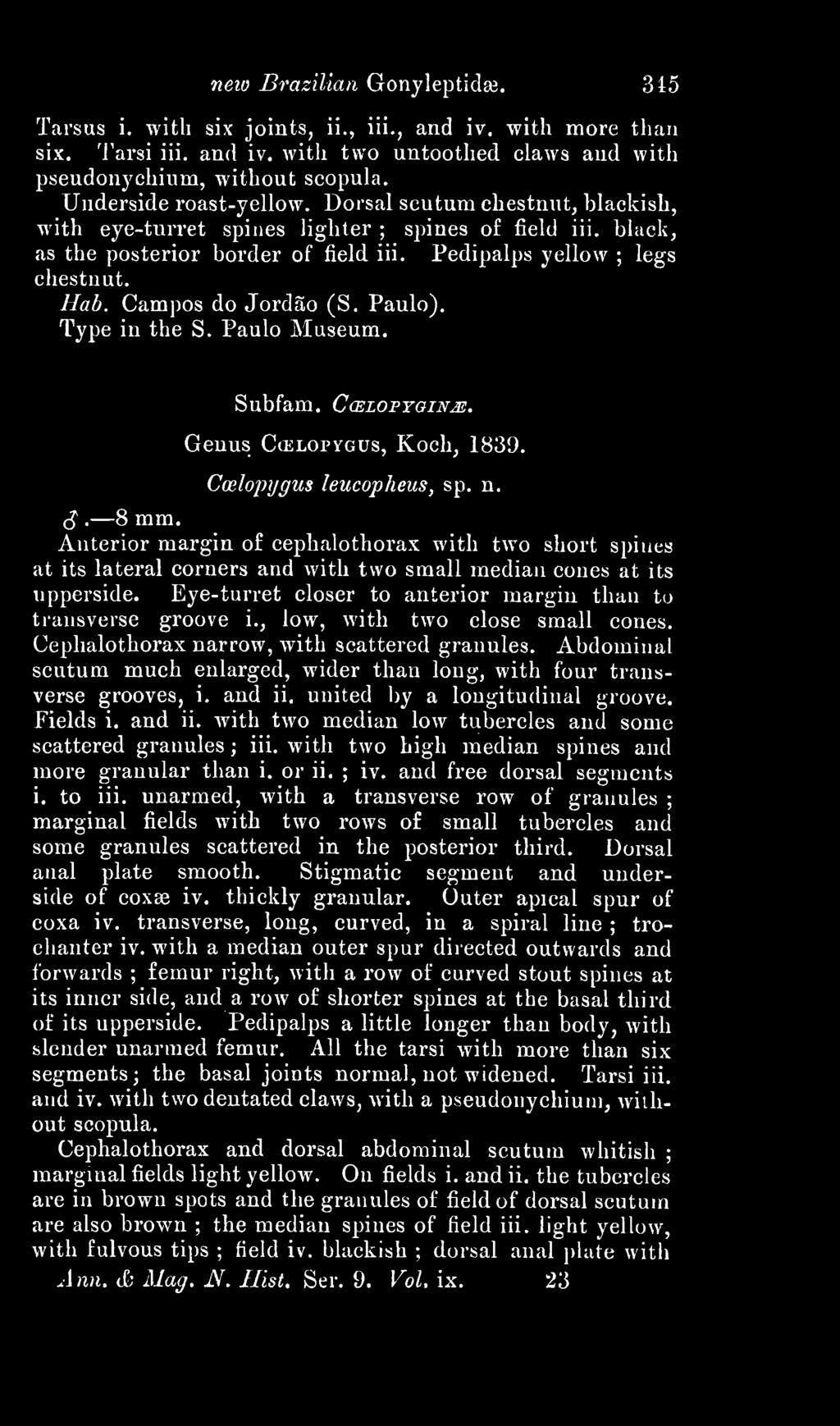 Campos do Jordao (S. Paulo). Subfam. CcELOPYaiNjs:. Genus Cu^lopvous, Koch, 1839. Cwlopygus leucopheus, sp. n. cj. 8 mm.