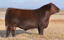 The Signature Sire Group LOT 10 Red Six Mile Signature - Sire of Lot 10 LOT 11 A-1 Siera Indeed 549X - Dam of Lots 10 & 11 This pair of bulls is from a leading female in our program, A-1Siera Indeed