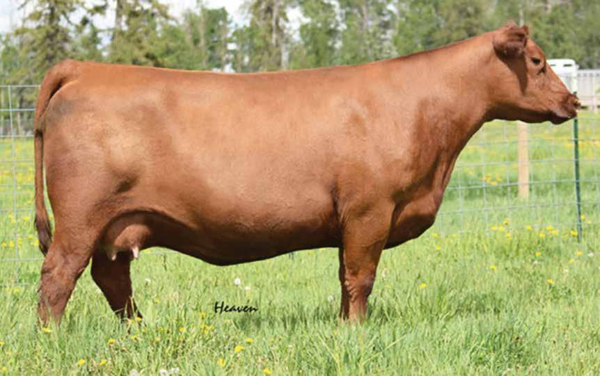 The Concept Sire Group Red Rainbow Lois 7U - Dam of Lots 12 & 13 Concept 7174E and 7194E are full brothers by Concept that we admire for their natural thickness, genuine base width, and