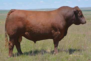 Red Sky 14 The Red Sky sire group has continued to impress time after time. Now that daughters are in production we are able to truly realize just how valuable the Red Sky impact truly is.