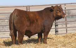 The Red Sky Sire Group LOT 15 7113E is another tremendous Red Sky son that is built to last! He is big boned, wide based, and shapely in his muscle expression from end to end.