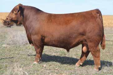 One of A Kind 23 There is no question that PIE One Of A Kind 352 is one of the most unique Red Angus sires to come along in some time.