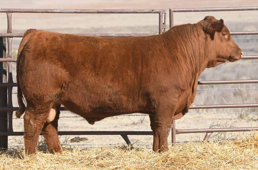 There is no denying that One Of A Kind will forever be recognized as one of the breed s truly elite breeding bulls. 7140E is among the top sons ever sired by the breed leading PIE One Of A Kind.