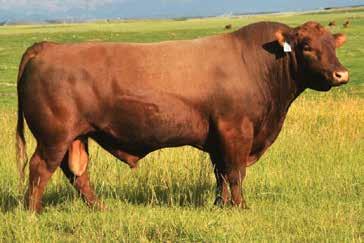 Right Kind 26 MONUMENT is a true breeding bull prospect that exemplifies power and dimension! This stout PIE RIGHT KIND son is one that everyone will identify on April 5th!
