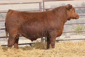 The Right Kind Sire Group 35 BUF CRK THE RIGHT KIND U199 PIE RIGHT KIND 3120 PIE RUBY 5020 1DRA HIGH CAPACITY 9007 SMOKY Y MISS CRYSTAL A356 CAMP 1A MISS ML CRYSTAL S110 SMOKY Y RIGHT KIND 7146E