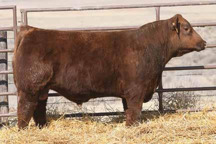 The Fusion Sire Group 53 ANDRAS IN FOCUS B175 ANDRAS FUSION R236 ANDRAS BELLE B167 PZC TMAS RED SKY 2794 SMOKY Y MAXINE 1540C RED WINDY HILL MAXINE 1270Z SMOKY Y FUSION 7128E 1/9/17 Reg: 3845361