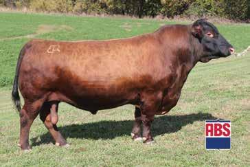 The Ultimate Sire Group 57 BECKTON NEBULA M045 BROWN ULTIMATE X7752 BROWN MS OBJECTIVE U7837 RED WINDY HILL ZEPPELIN 1240 SMOKY Y MS GRAVITY 1559C WINDY HILL MS GRAVITY 66N SMOKY Y ULTIMATE 7141E