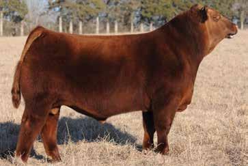 The Power Eye Sire Group LOT 67 LOT 68 Red Soo Line Power Eye 161X - Paternal Grandsire of Lots 67-69 67 RED SOO LINE POWER EYE 161X WCR POWER EYE 4316B SLGN X-TRA SLEEP 003X RED HOWE ACES WILD 22U