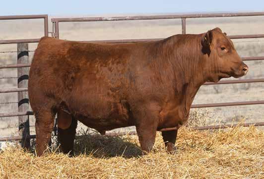 The ProfitBuilder Sire Group LOT 3 Here is another top Profit Builder son that is all bull!! He is massive through his center body, thick topped, wide based, big testicled, and masculine.