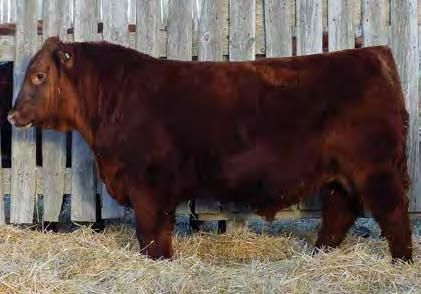 RED ANGUS Cockburn Red Angus 25 RED COCKBURN COWBOY KIND 747E RED BUF CRK THE RIGHT KINDU199 RED PIE THE COWBOY KIND 343 RED PIE CASCADE 56 1992826 Tattoo: CWJ 747E DOB: February 20, 2017 RED BUF CRK