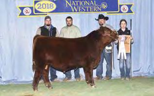 Breakout daughter who had our 2nd high selling bull in 2017 to Lauron Red Angus Grandam is a huge ribbed, tanky cow that is tough to fault Retaining 1/3 semen interest RED