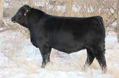 He s long bodied, deep sided and easy fleshing, with great hair, good scrotal and feet and a disposition that is second to none. The Pride cow family at Bar S is a cornerstone in their operation.