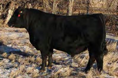 6 WW +62 YW +100 Milk +24 TM +55 BW: 87 lbs 205D WW: 856 lbs 365D YW: 1421 lbs Range Boss really puts a stamp on his progeny. 7048 s dam is an extremely nice daughter of Sinclair Fortunate Son.