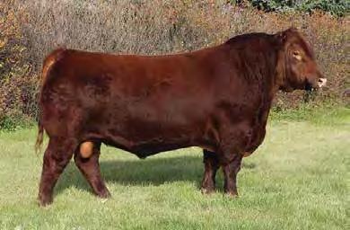 RED RCRA CASCADE 4M BW: 83 lbs ADJ. 205 DAY WT: 811 lbs ADJ 365 DAY WT: 1414 lbs BW +1.0 WW +61 YW +108 Milk +21 TM +51 Cowboy kind was the high selling bull in Peipers 2014 sale at $70,000.