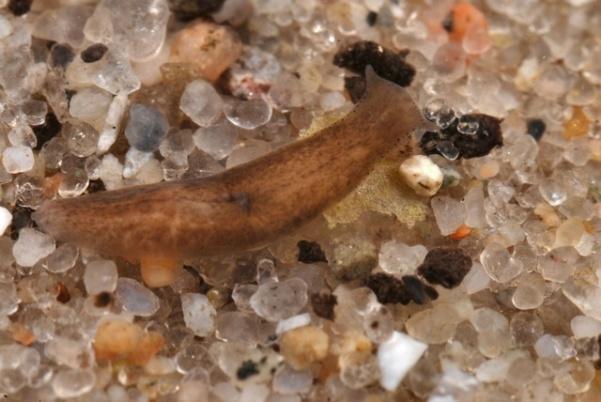Free-living, freshwater flatworms that live on bottom substrates such as mud,
