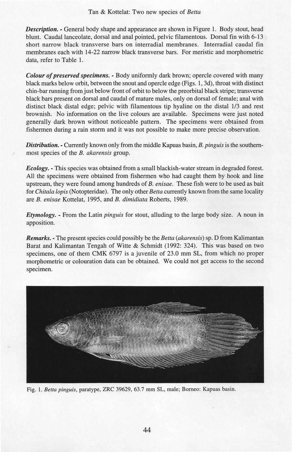 Tan & Kottelat: Two new species of Betta Description. - General body shape and appearance are shown in Figure 1. Body stout, head blunt. Caudallanceolate, dorsal and anal pointed, pelvic filamentous.