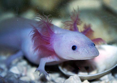 This? Axolotl What's This? Axolotl amnh What's This is a salamander called axolotl! But the axolotl is not your typical salamande r. It lives its whole life underwater.