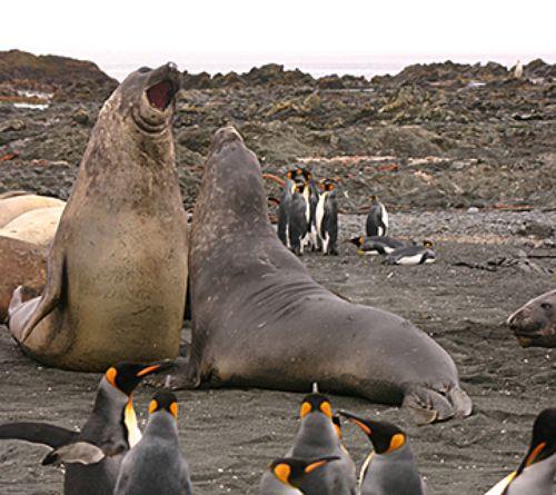 This? Deep Sea Diver This? Deep Sea Diver How long can you hold your bre ath? If you're like most people, a minute would be a long time. But the elephant seal can hold its breath for up to two hours!
