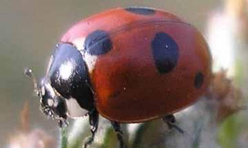 M.A.S.H. CARD GAME HIBERNATOR LADYBIRD BEETLE (LADY BUG) In the fall, lady bugs collect in large numbers in certain favorite areas. They collect in haystacks, fallen leaves, or logs for the winter.