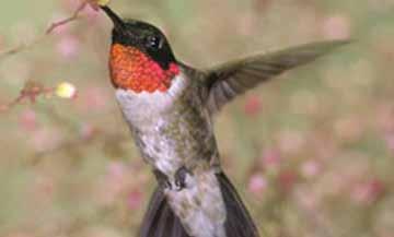 M.A.S.H. CARD GAME MIGRATOR HUMMINGBIRD Hummingbirds are one of the first birds to head south in early fall.