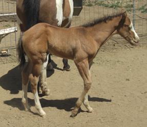 A: A brown stallion, bred to a black or brown mare, cannot make a bay foal as neither parent carries the necessary A allele.