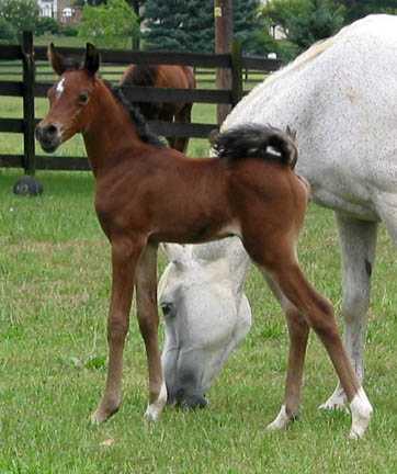 Grey Breeding A horse can have any combination of base coat genes, but G overrides all e/e a/a N/RN to/to C/C G/g = GREY